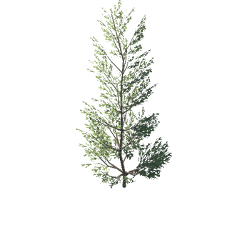 Spruce 02